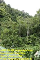 44209 26 050 Veruga Rainforest, Puerto Limon, Costa Rica, Central-Amerika 2022.jpg